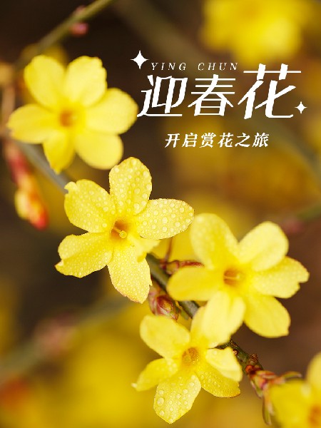 追花指南第二期！京城三月里最撩人的玉蘭觀賞地