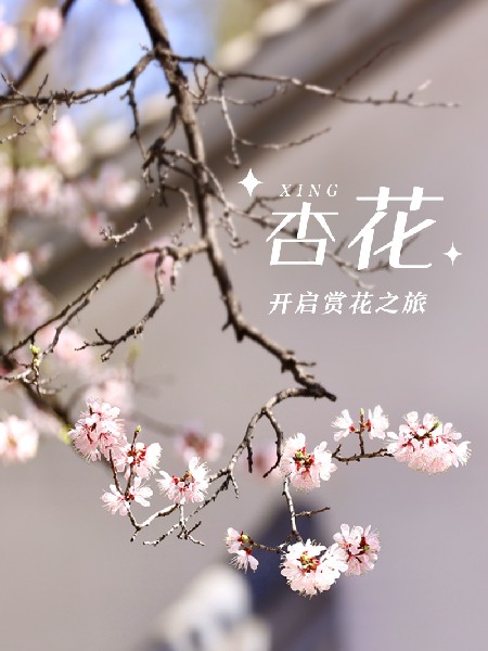追花指南第六期！杏花雨 楊柳風(fēng) 北京最美的杏花在這里