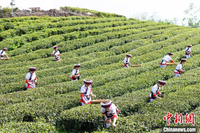 眾多白族村民身著民族服飾走進茶園采摘?！钊A峰 攝