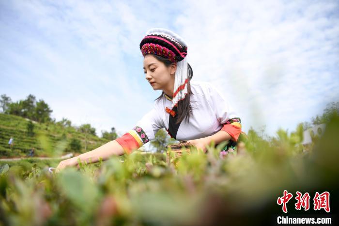 白族村民身著民族服飾采摘白茶。　楊華峰 攝