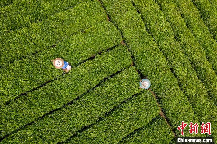 茶農(nóng)正在采摘新鮮茶葉?！√普?攝