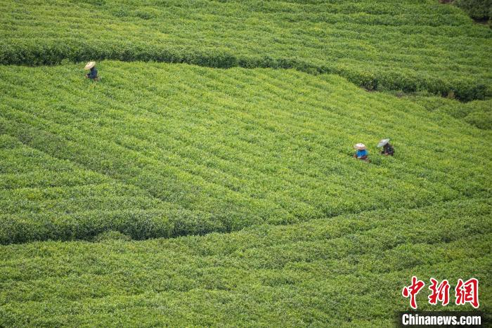 茶農(nóng)采摘谷雨茶?！√普?攝