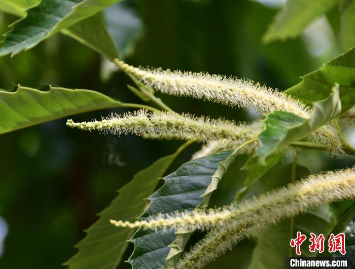 毛茸茸的栗花?！『略破?攝