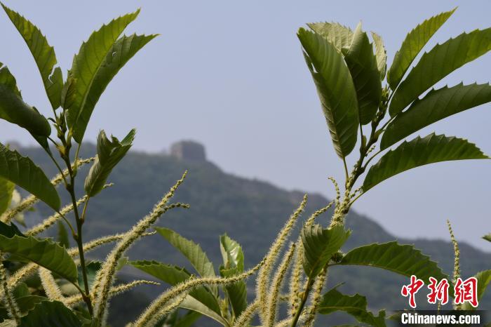 長城腳下，“栗”花盛開?！『略破?攝