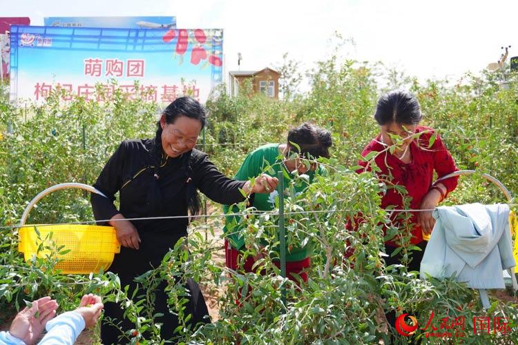 中寧縣來(lái)自西海固的移民大姐們一邊采摘新鮮枸杞一邊歌唱，笑由心生。人民網(wǎng)記者 何蒨攝