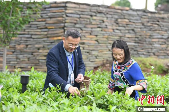 東盟國家媒體記者在辰龍關(guān)茶園采茶?！钊A峰 攝