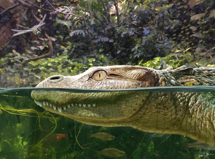 Alligator munensis藝術(shù)復(fù)原圖(圖片來(lái)自Márton Szabó)?！∈┢樟指瘛ぷ匀?供圖