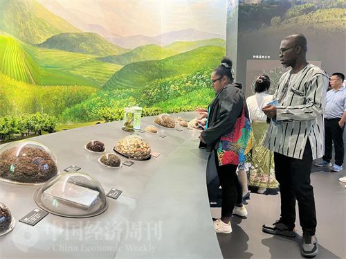   （在中國(guó)藥都中醫(yī)藥博物館，外媒記者了解中醫(yī)藥發(fā)展史。中國(guó)經(jīng)濟(jì)周刊記者 郭志強(qiáng) 攝）