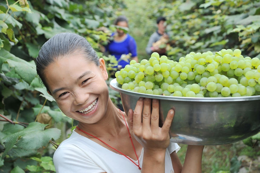 “關(guān)口葡萄谷”正成為花坪鎮(zhèn)域經(jīng)濟(jì)發(fā)展的重要增長點(diǎn)。