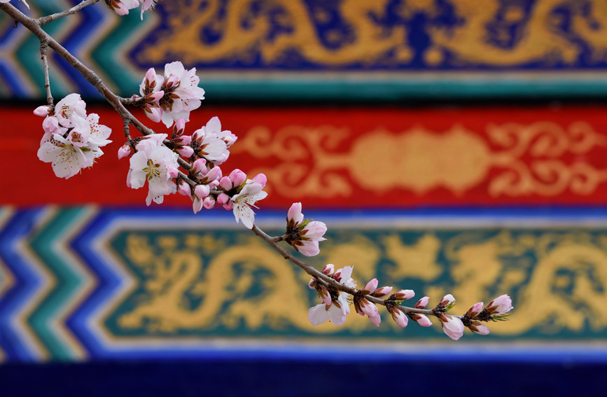 “云”賞桃花相映紅。紅橋區(qū)委宣傳部供圖