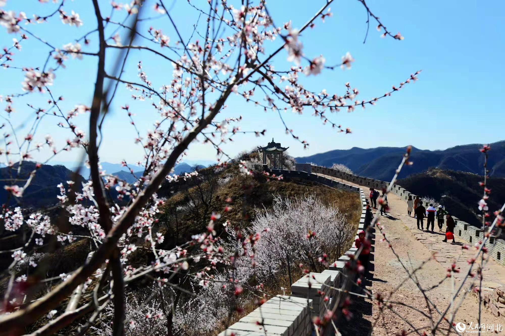 邢臺(tái)九龍峽景區(qū)鮮花盛開(kāi)。 馬健攝