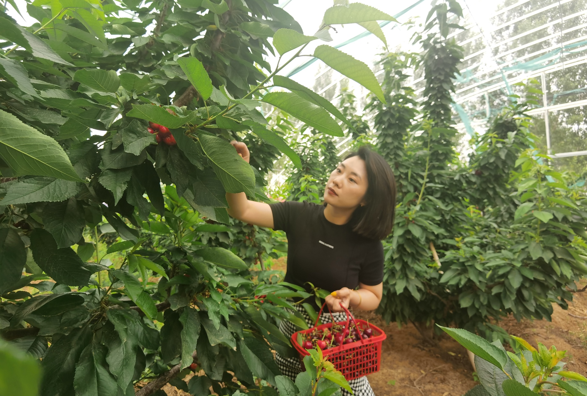 穿行林間，游客摘下一串串“紅瑪瑙”，感受鄉(xiāng)村別樣風景。 劉柯旋攝