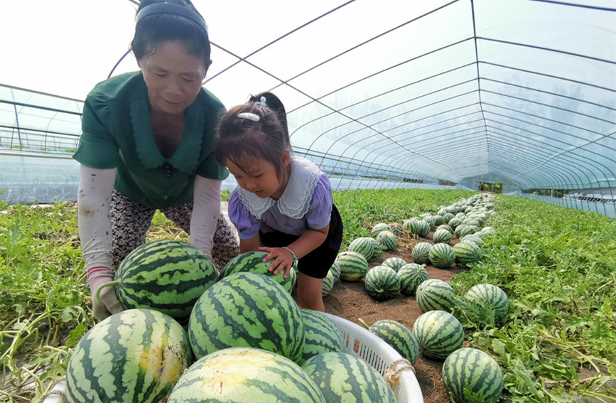 在北辰區(qū)雙街鎮(zhèn)的西瓜種植基地內(nèi)，種植農(nóng)戶們正忙著采收。陳立興攝