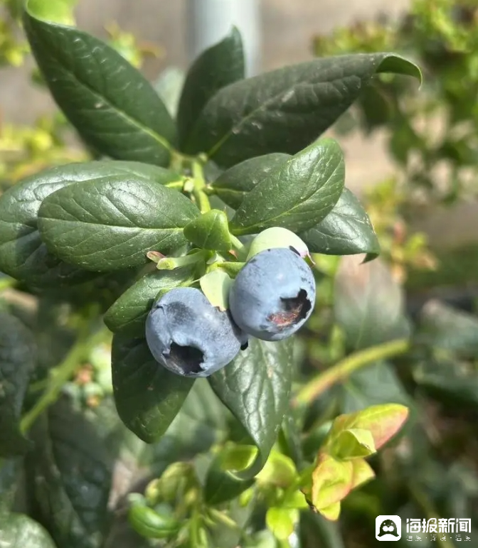 西瓜、藍莓、草莓上高原！山東濰坊援藏組因地制宜打造特色蔬菜發(fā)展中心