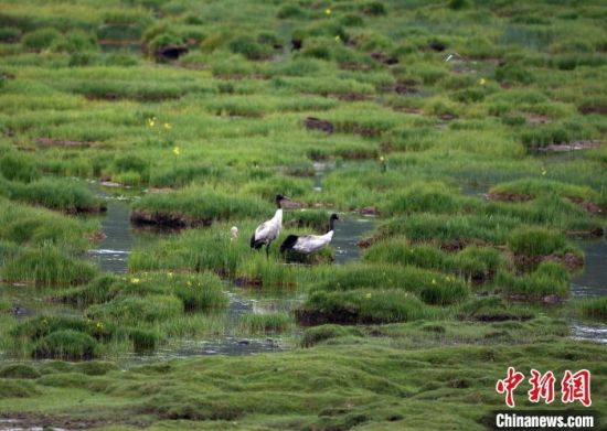 圖為祁連山國家公園青海片區(qū)內(nèi)的黑頸鶴?！∑钸B山國家公園青海省管理局供圖 攝