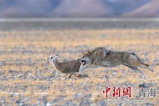 圖為獲獎作品。同海元供圖