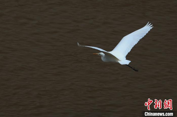 青?！澳赣H河”湟水水質(zhì)改善引鷺鳥嬉戲