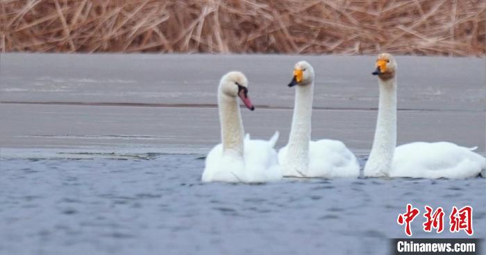 圖為疣鼻天鵝與大天鵝?！∏嗪夜珗@觀鳥協(xié)會供圖 攝