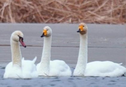 圖為疣鼻天鵝與大天鵝。　青海國家公園觀鳥協(xié)會供圖 攝