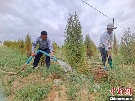 圖為扎西和村民給樹(shù)澆水?！∑钤鲚怼z
