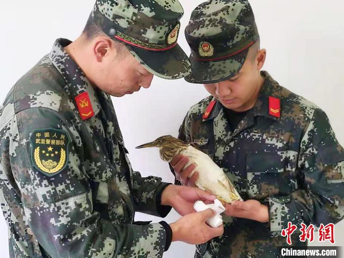 圖為武警官兵正在為國家一級(jí)重點(diǎn)保護(hù)動(dòng)物池鷺包扎。　柳澤田 攝
