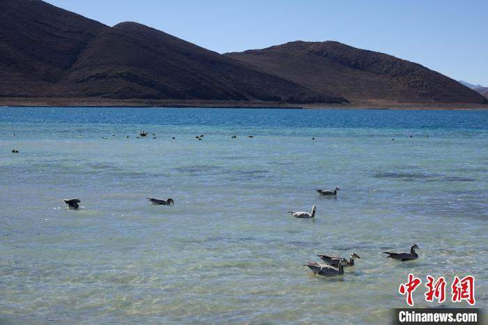 圖為過冬的候鳥在羊湖游弋?！∪轿木?攝