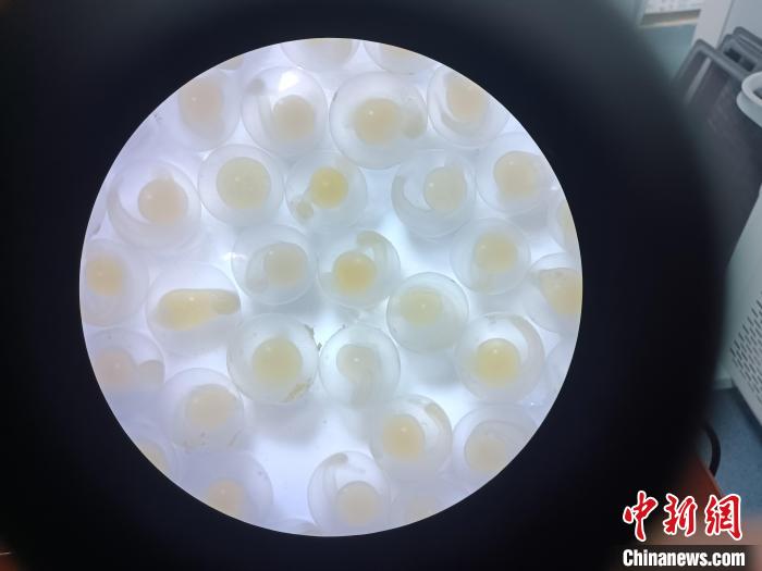 圖為顯微鏡下的魚(yú)卵。　青海湖裸鯉救護(hù)中心 供圖