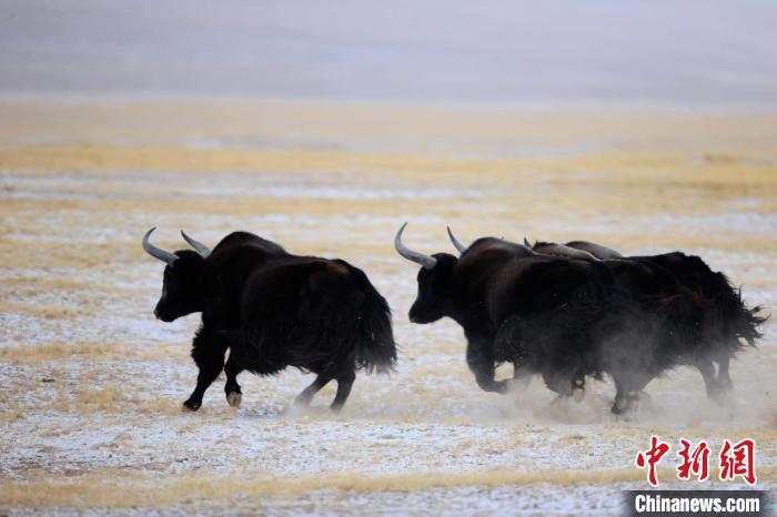 牦牛如何適應低氧環(huán)境？中科院團隊發(fā)現(xiàn)牦牛特有肺內(nèi)皮細胞起作用