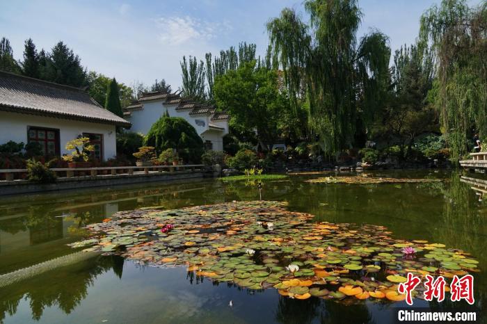 圖為西寧園林植物園秋日風(fēng)景別有韻味?！●R銘言 攝
