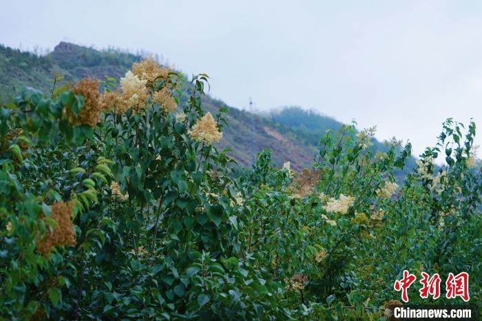 圖為西寧北山上的丁香樹(shù)?！●R銘言 攝