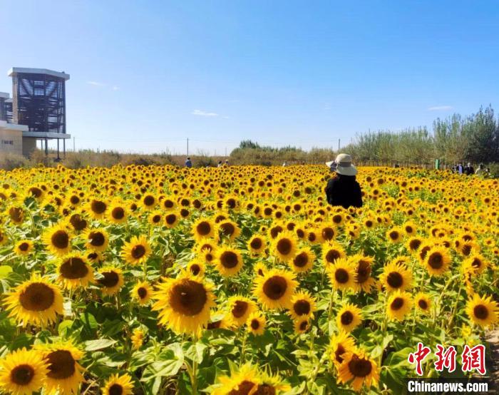 圖為格爾木境內(nèi)的向日葵花海?！「駹柲救诿襟w中心供圖