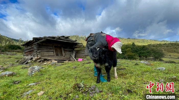 圖為9月27日牧民給小牦牛按摩。 <a target='_blank' href='/'><p  align=