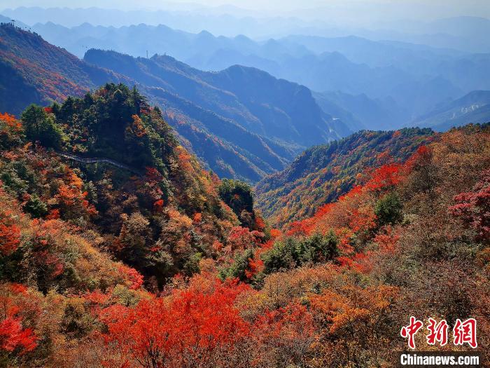 巴山大峽谷漫天紅葉?！埰?攝