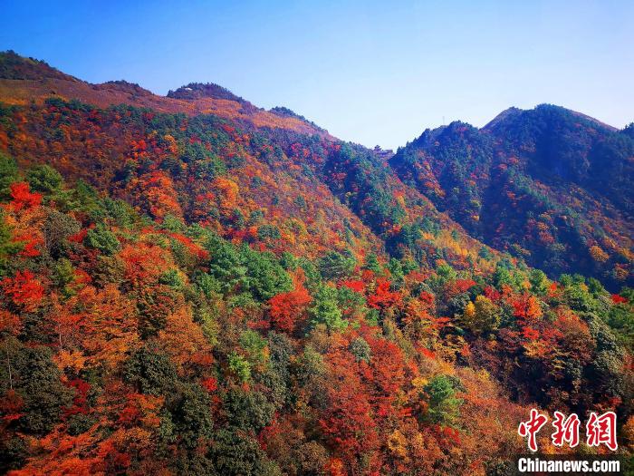 巴山大峽谷漫天紅葉?！埰?攝