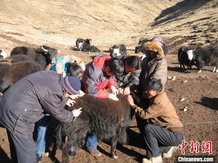 資料圖為研究團隊在青南高原地區(qū)開展了牦牛寄生蟲病流行病學和防治技術研究?！?青海省畜牧獸醫(yī)科學院供圖