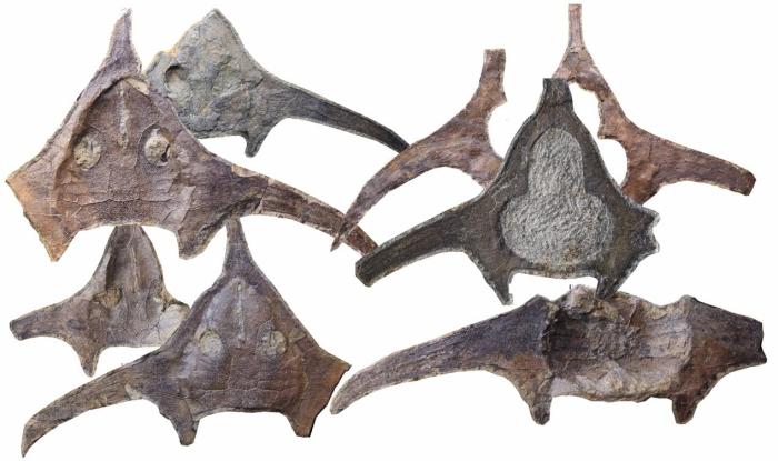 玉海翼角魚化石照片?！∩w志琨 攝