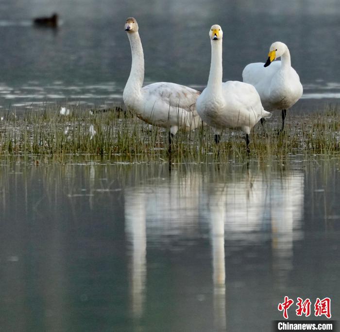 圖為三只大天鵝?！±钣穹?攝