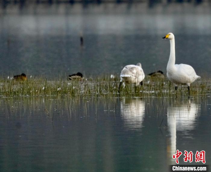 圖為一只大天鵝四處張望。　李玉峰 攝