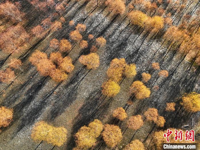 入冬時節(jié)，雅魯藏布江畔的樹林一片金黃?！《拘?攝