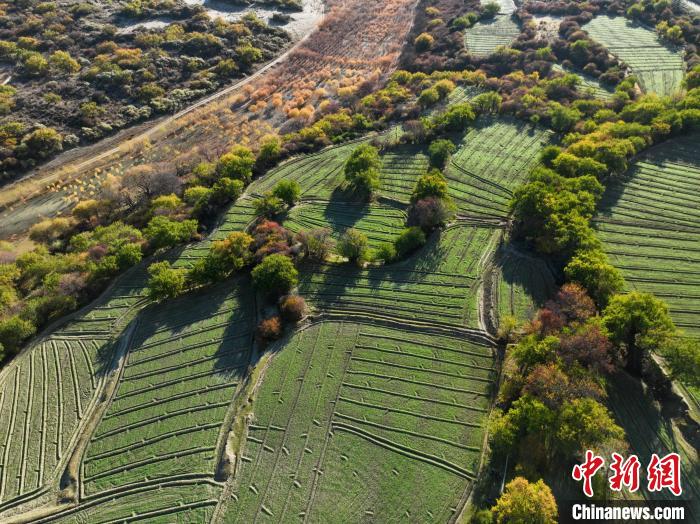 圖為11月8日，雅魯藏布江畔的高原梯田?！《拘?攝