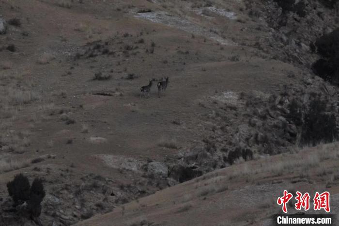 圖為兩只馬鹿在山坡上行走?！〔湃?攝