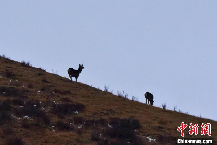 圖為馬鹿在山坡上覓食?！〔湃?攝