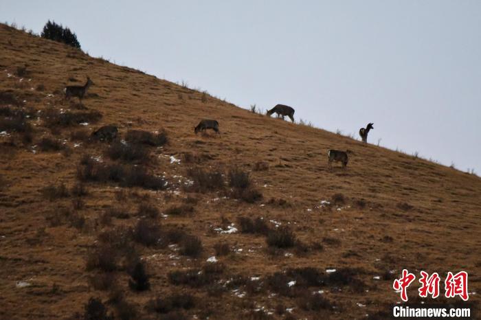 圖為馬鹿群在山坡上覓食?！〔湃?攝