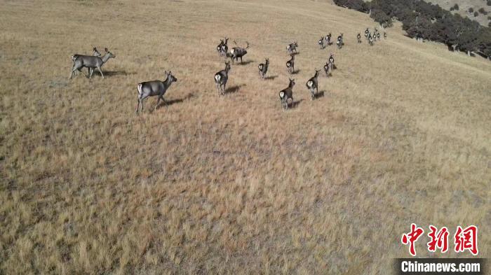 圖為馬鹿群在草地中漫步。　才仁 攝