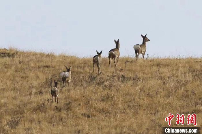 圖為狍鹿在山間漫步?！〔彭?xiàng)南加 攝