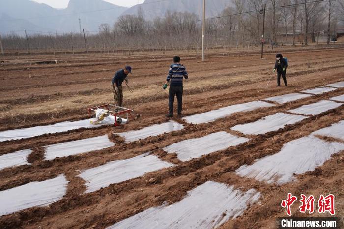 青海:預(yù)計(jì)糧食播種作物面積穩(wěn)定在445萬(wàn)畝以上