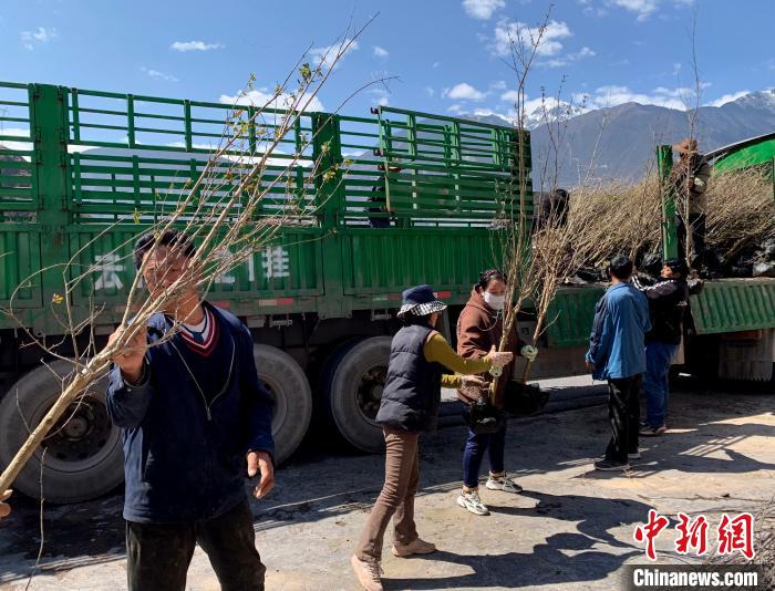 民眾搬運(yùn)苗木?！〔际忻⒖悼h委宣傳部供圖