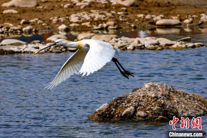 圖為準(zhǔn)備飛翔的白琵鷺?！?yán)桉 攝