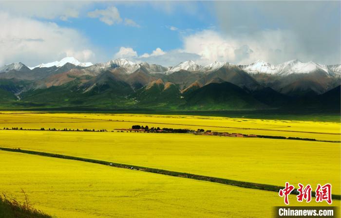 青海:“青雜系列”2品種入選國(guó)家農(nóng)作物優(yōu)良品種推廣目錄