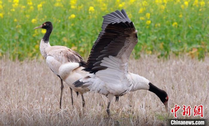 四川天全:成群黑頸鶴休息補(bǔ)給后北歸